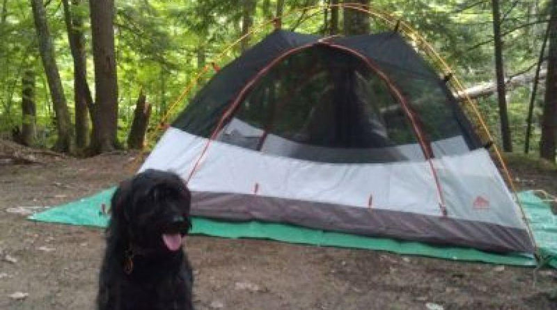A Trail Dog - And His Dog
